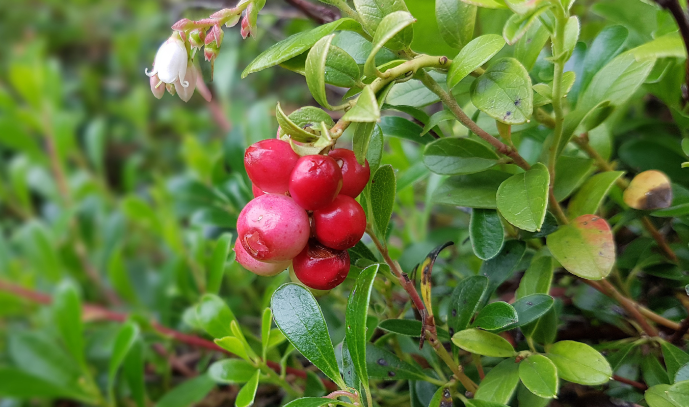 Salla-Pringi Honey